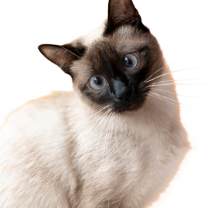 Rovolutionmarketing test e-commerce