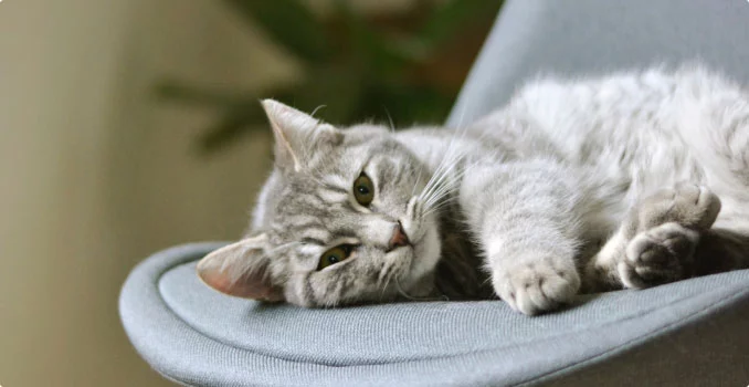 Rovolutionmarketing test e-commerce